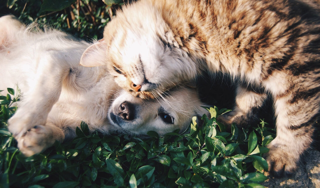 5 Tips to Help Dental Health in Cats and Dogs