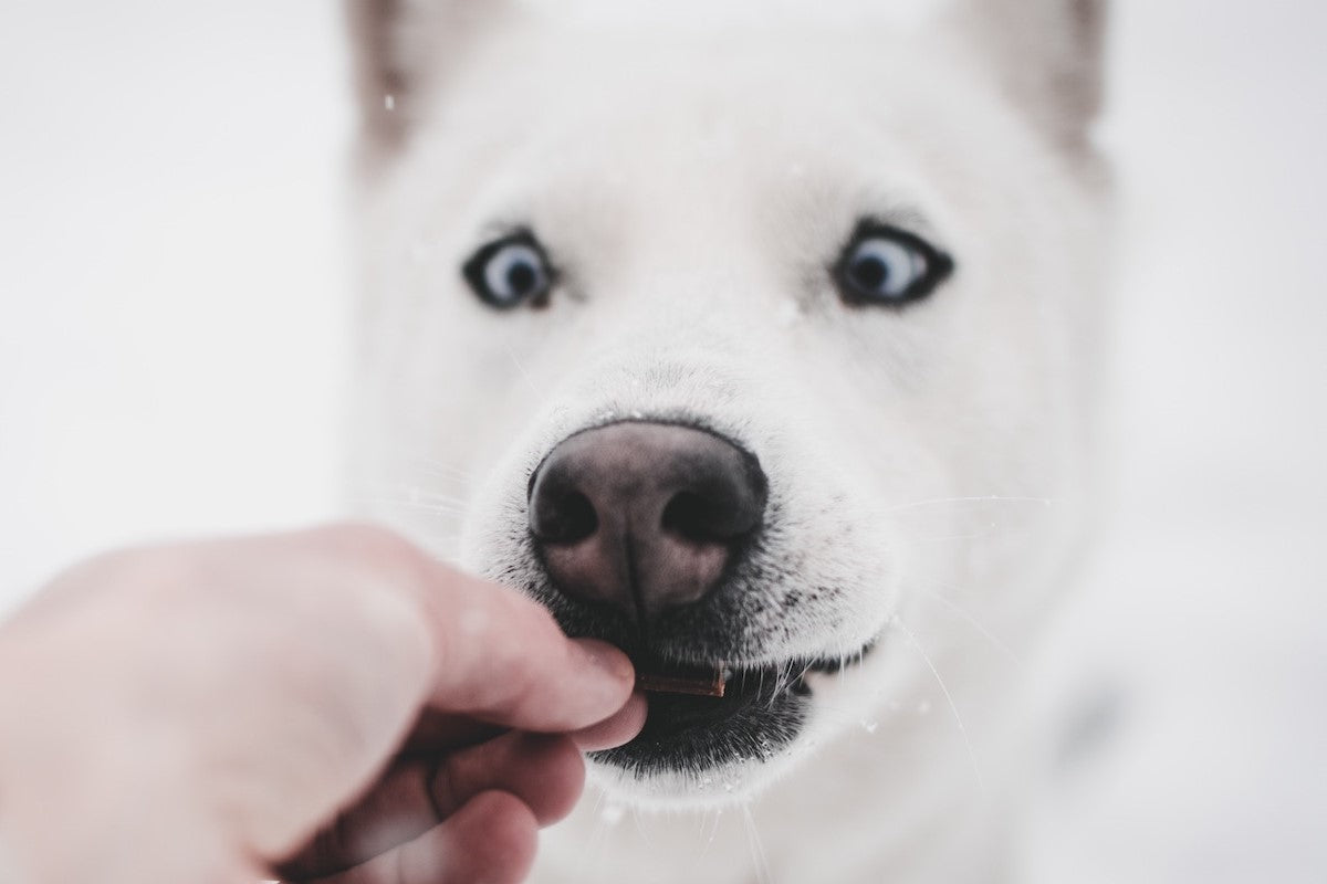 How to Choose Dog Treats and Eats