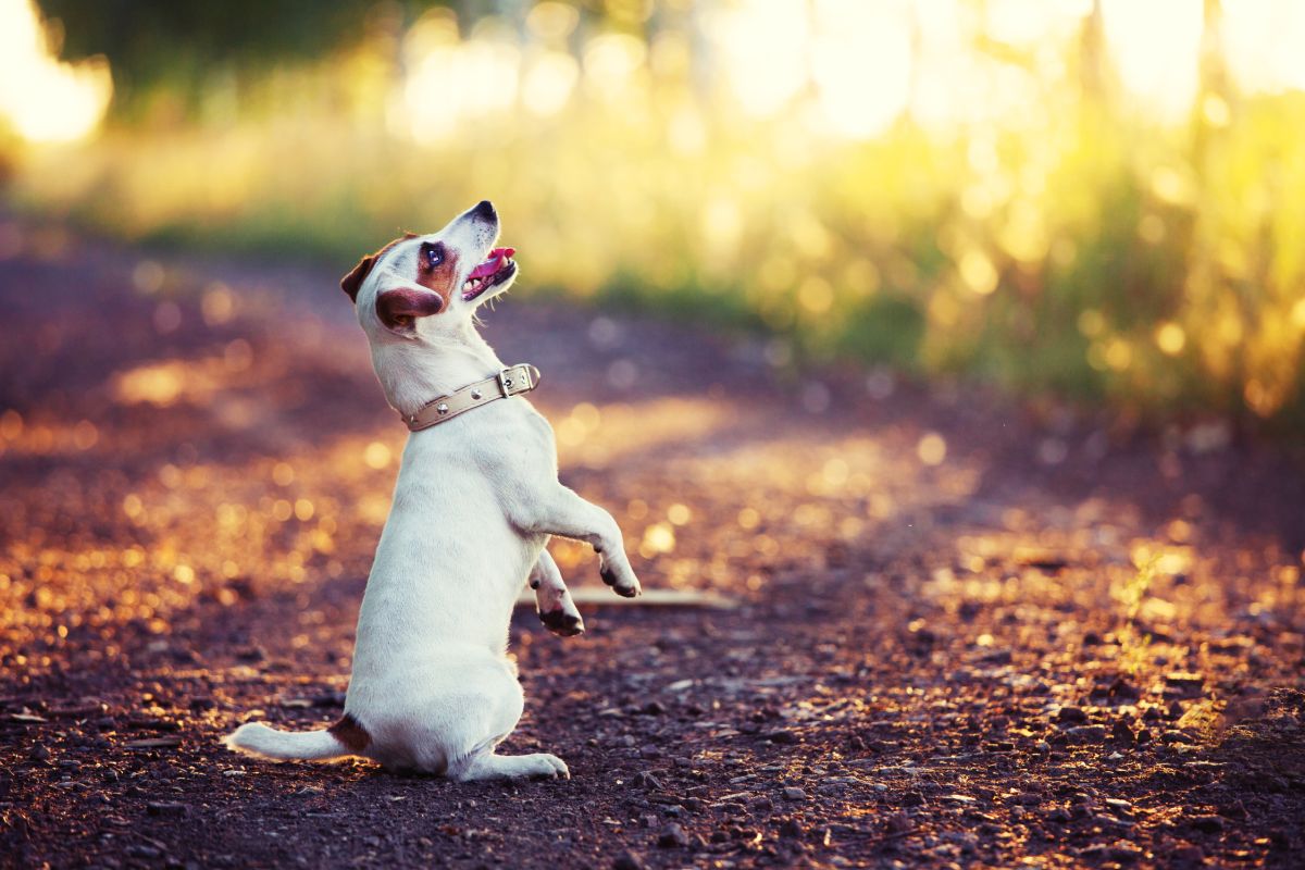 4 Ways Training Your Dog Promotes Joy!