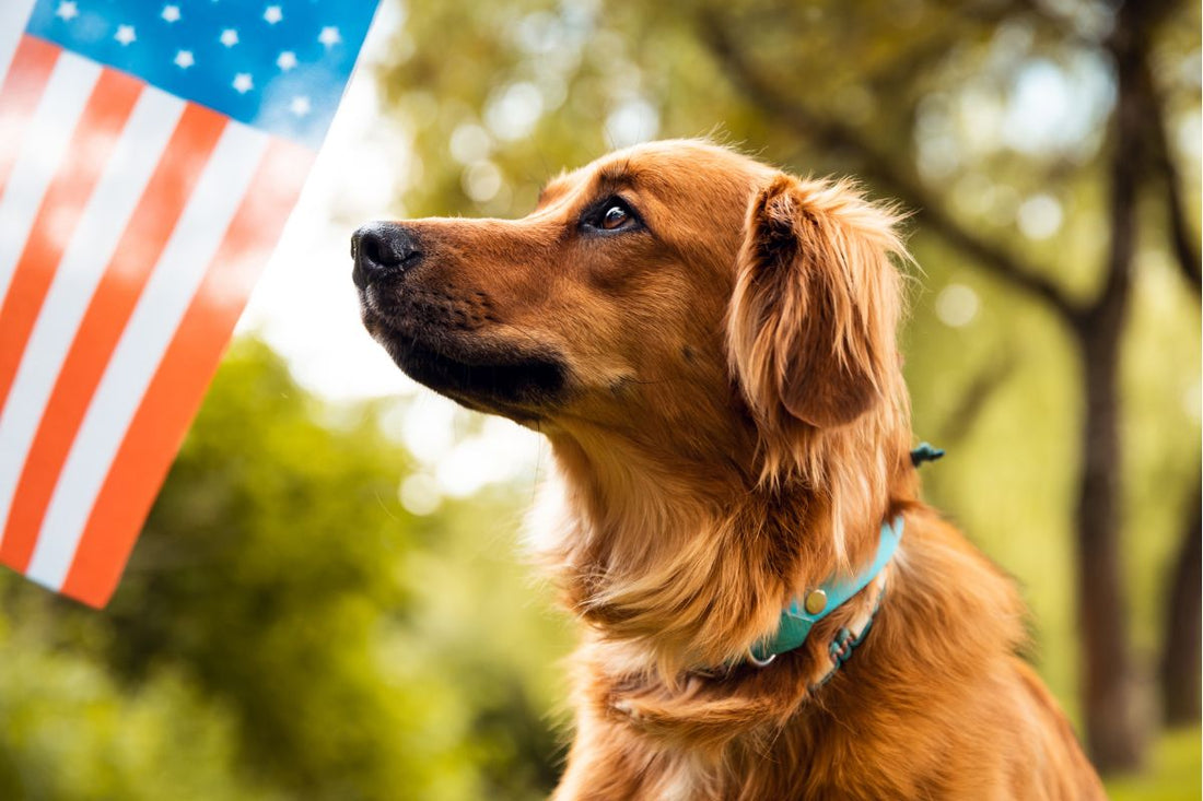 Red, White, and Woof: Memorial Day Adventures in the White Mountains