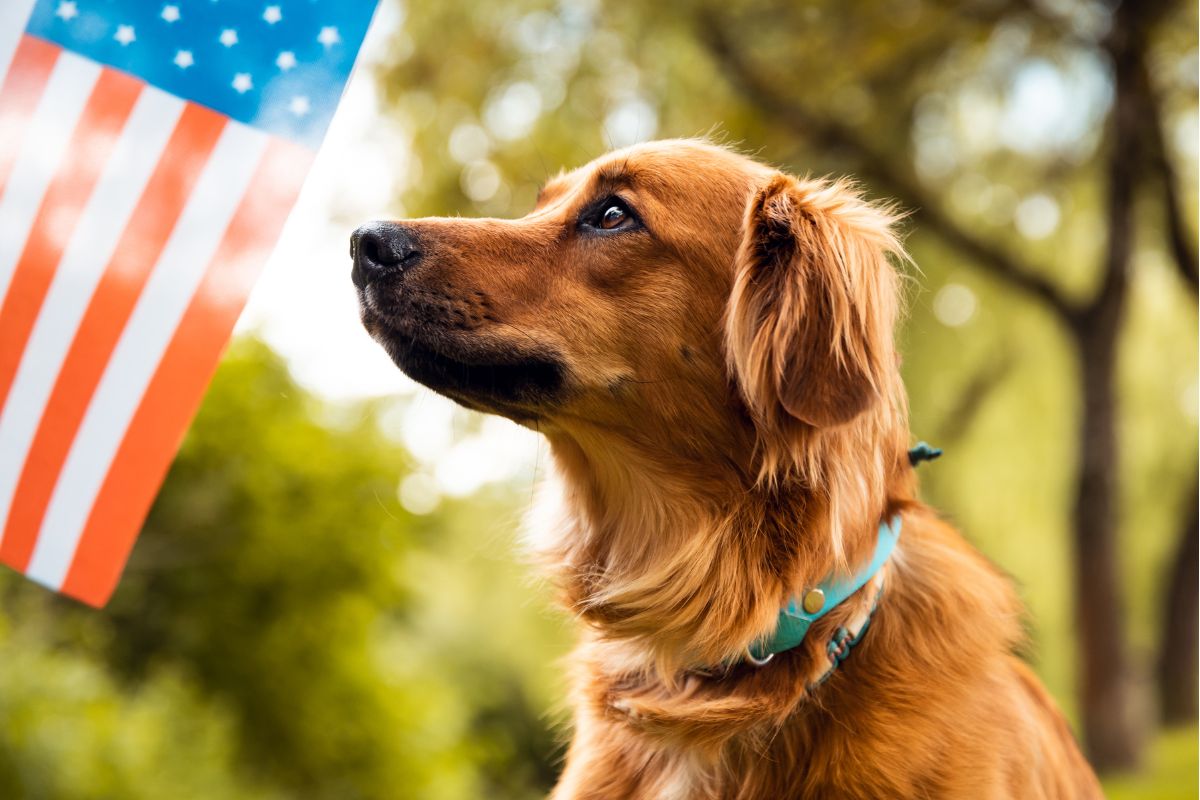 Red, White, and Woof: Memorial Day Adventures in the White Mountains