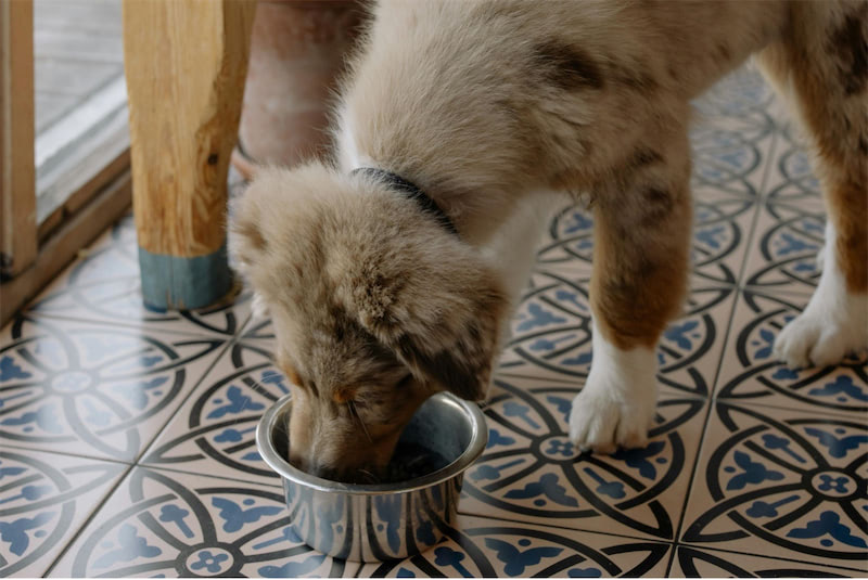 Is Fresh Dog Food Necessary?