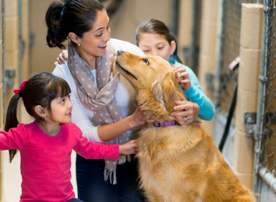 Acclimating a Rescue Pet: Tips for Helping Them Feel at Home