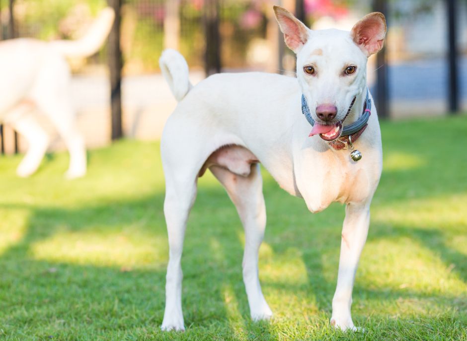Three-Legged and Thriving: A Guide to Happy Tripawd Pets