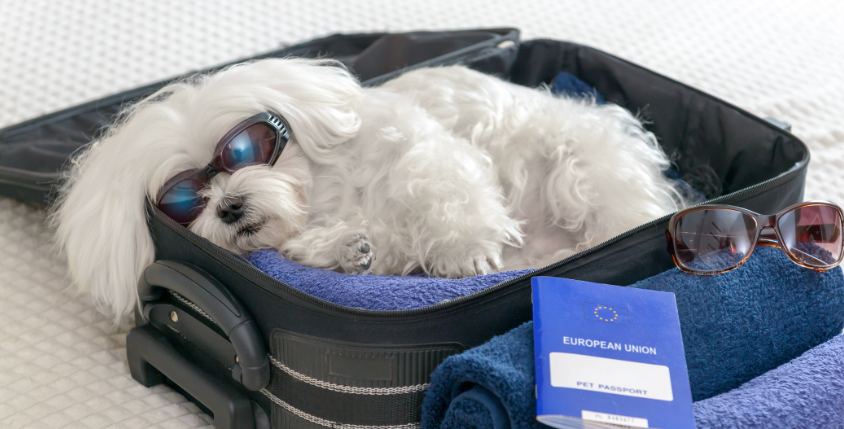 Pet Friendly Travel Tips