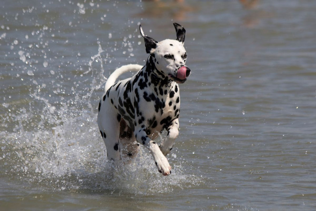 A Guide to Water Play with Your Dog in the White Mountains