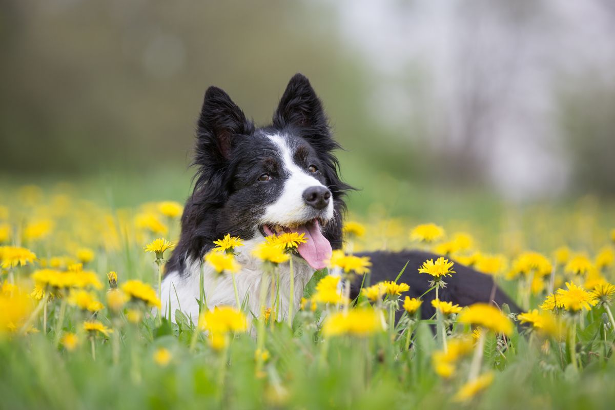 Get Your Pup Adventure-Ready for Spring in the White Mountains