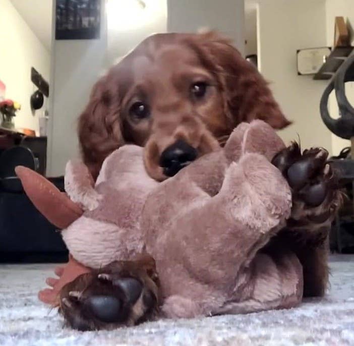 NEW HAMPSHIRE Plush Squeaky Moose Dog Toy