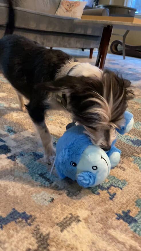 Chuckles 2.0 Rhino Plush Dog Toy – HERO