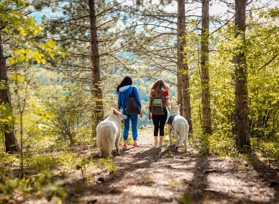 Exploring Dog-Friendly Trails in the Western White Mountains