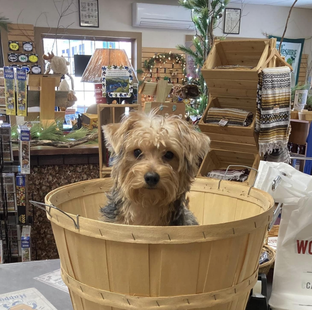 Woodstock Inn Shop Dog