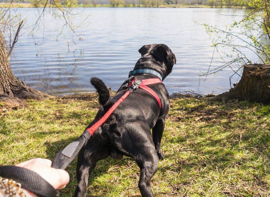 Choose the Right Harness for Your Dog