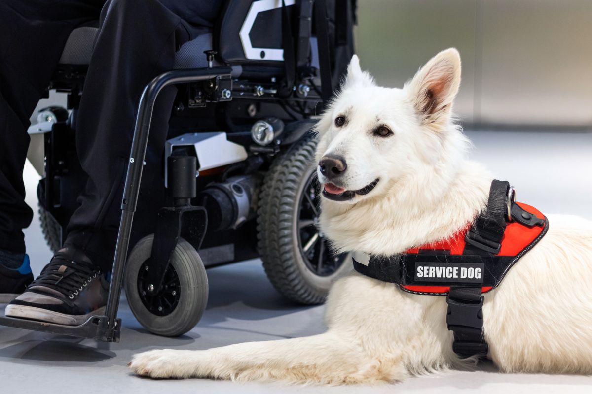 Service Dog