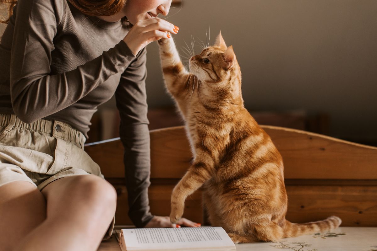 Yes! You Can Train Your Cat!