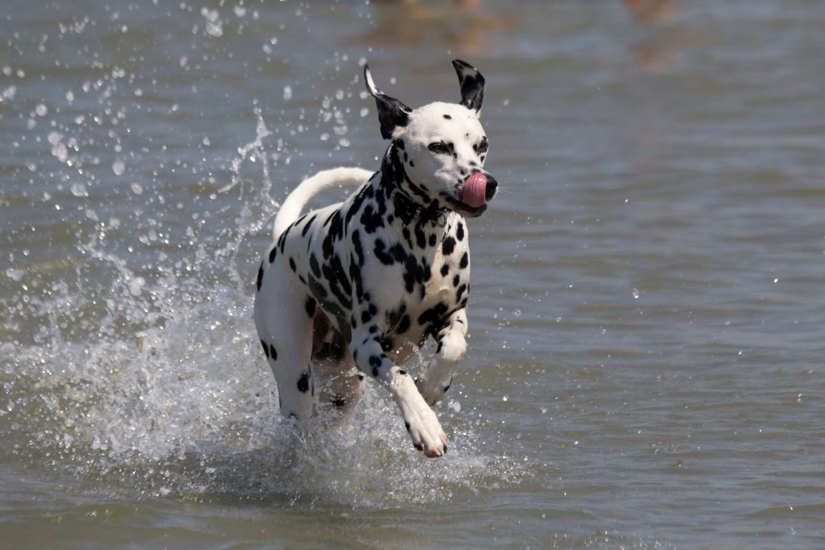 A Guide to Water Play with Your Dog in the White Mountains
