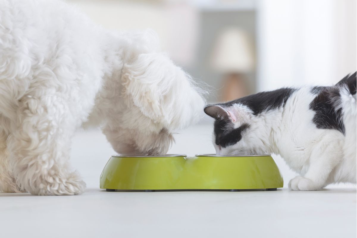 The Scoop on Pet Food: What’s Best for Your Dog or Cat?