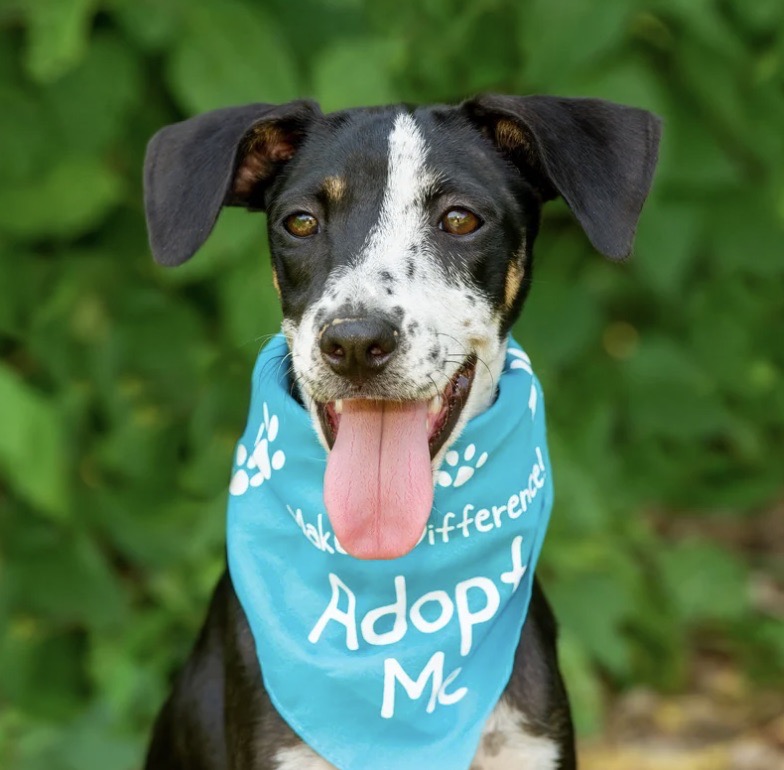 Fostering Pets: Your Guide to Being a Furry Friend’s Hero
