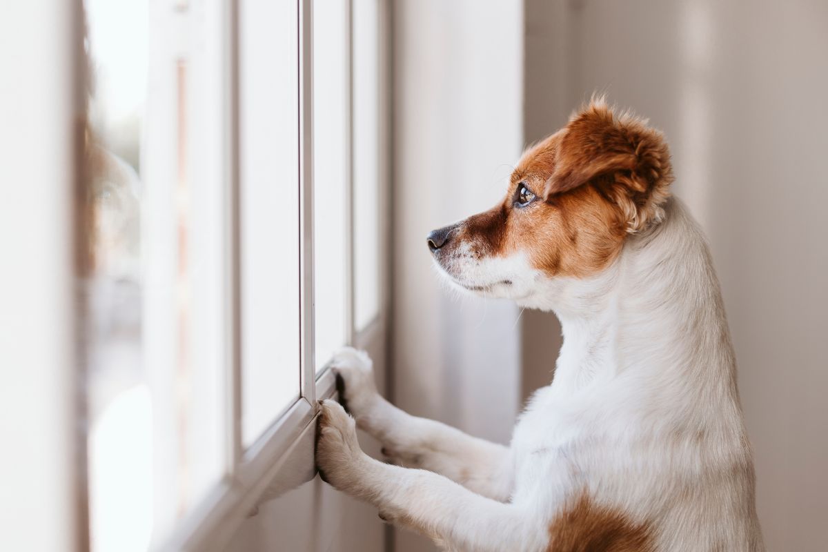 Stressed Out Pup? Here’s How to Soothe Separation Anxiety.