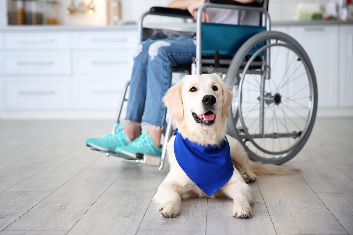 Want to Train Your Own Service Dog? Your FAQ Guide