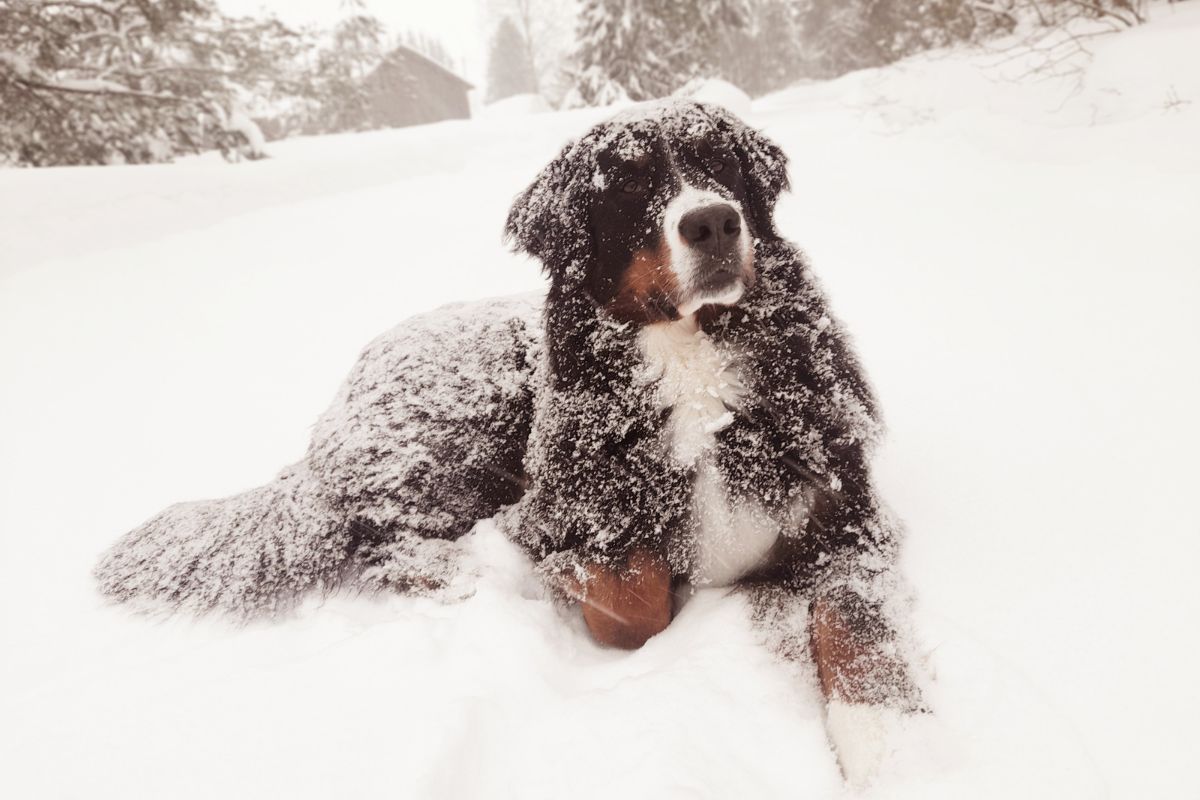 Snow Day: Winter Tips for Pets