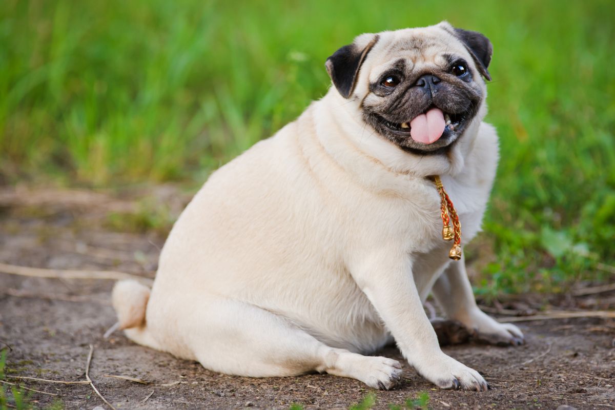 Pudgy or Fluffy? What You Should Know About Pet Weight