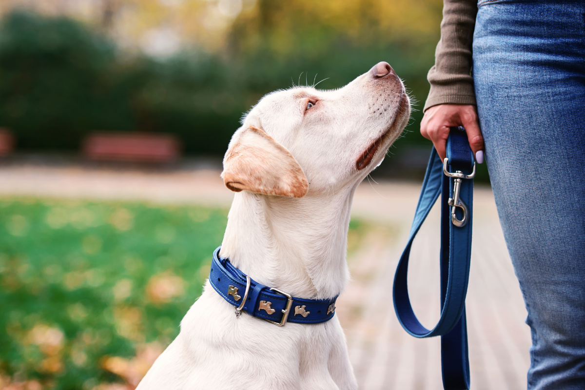 A Tale of Two Walks (the Dog shares his story)